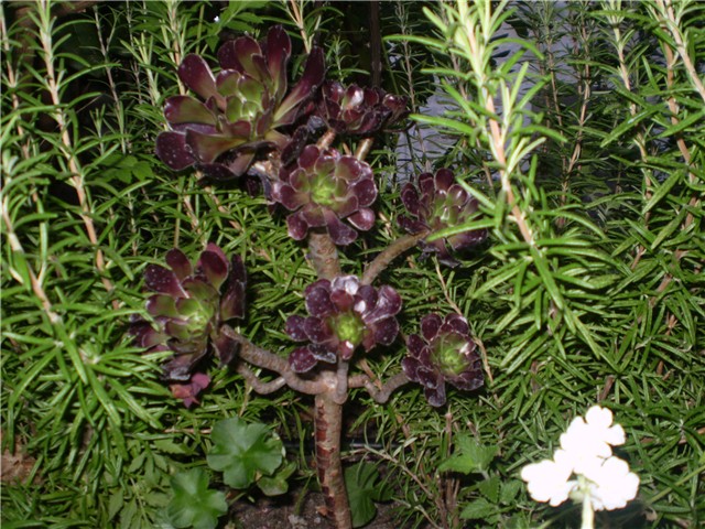 aeonium